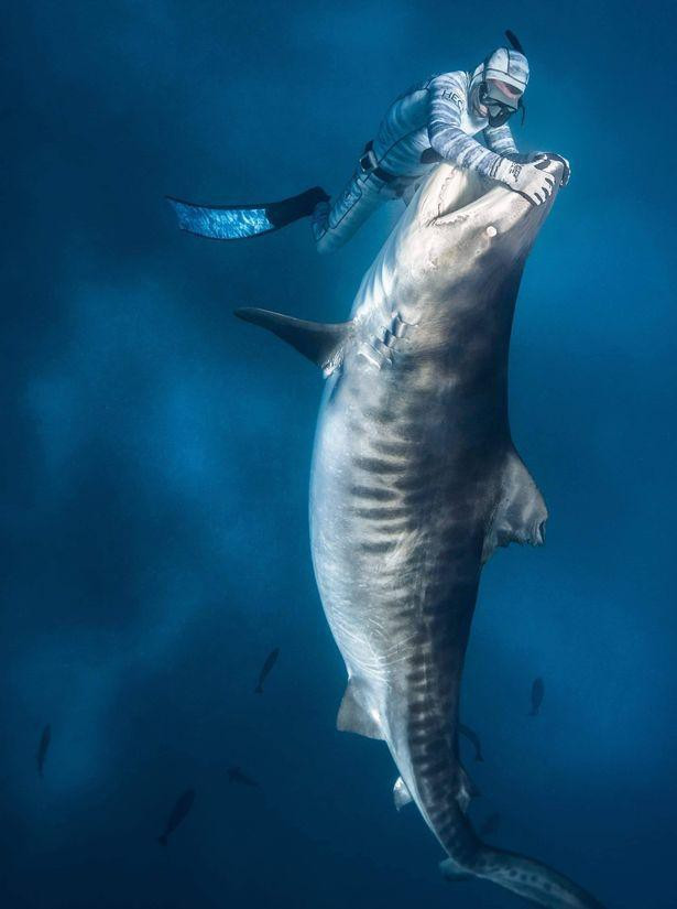 Những bức ảnh cho thấy Seybald không sợ hãi việc tiếp cận những con cá mập khổng lồ, hung dữ. “Tôi là một thợ lặn đảm bảo an toàn với cá mập và tôi cho cá mập ăn ở những khu vực cụ thể để thu hút cá mập đồng thời mang lại trải nghiệm tuyệt vời cho khách du lịch.