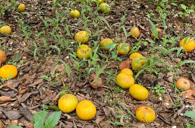 Quyt PQ, dac san Nghe An mat gia-Hinh-4