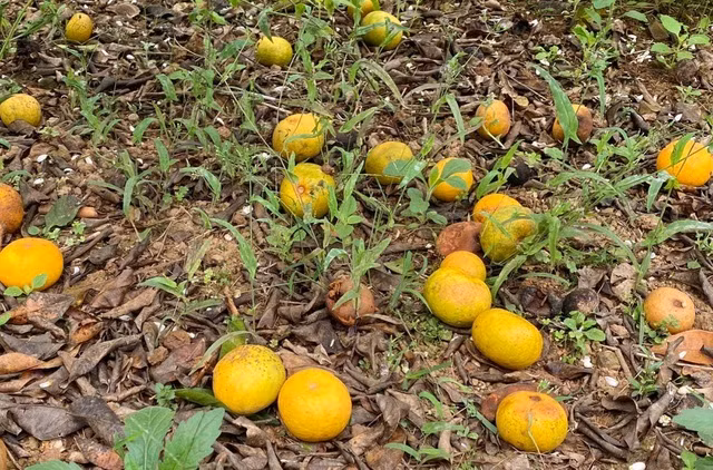 Quyt PQ, dac san Nghe An mat gia-Hinh-4