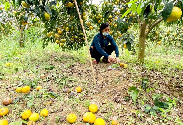 Quyt PQ, dac san Nghe An mat gia-Hinh-3