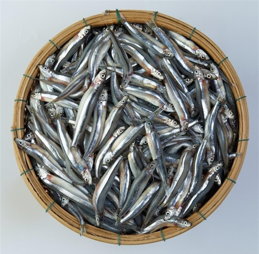 8 loại cá giàu omega-3 bậc nhất, tốt cho trí não, càng ăn càng thông minh ảnh 5 8 loại cá giàu omega-3 bậc nhất, tốt cho trí não, càng ăn càng thông minh ảnh 5