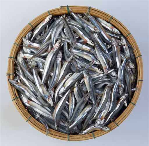 8 loại cá giàu omega-3 bậc nhất, tốt cho trí não, càng ăn càng thông minh ảnh 5