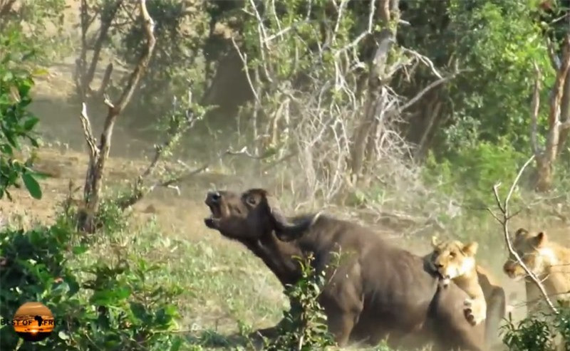 Trâu rừng la lên thống thiết vì đau đớn.