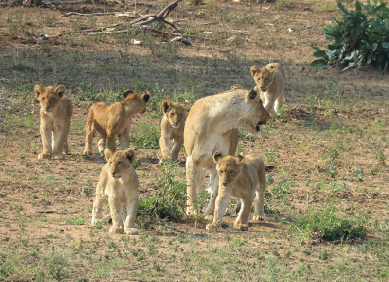 hi con mồi đã chết, một con sư tử cái khác kéo dàn con nhỏ tới kiếm ăn