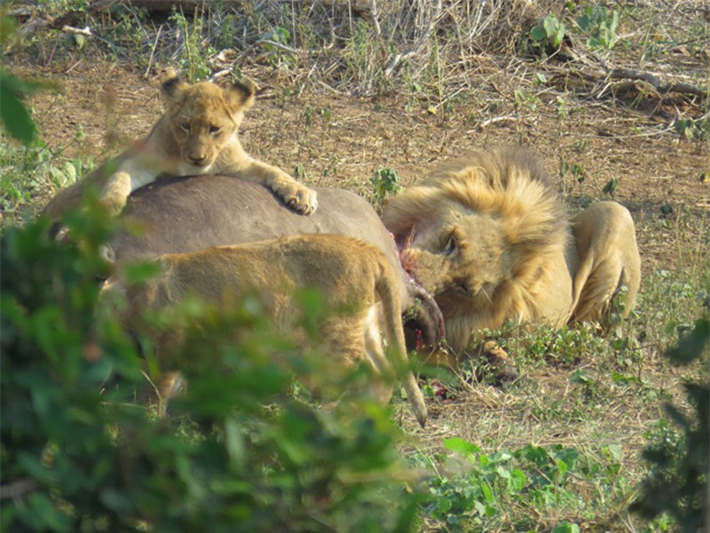 ả đàn sư tử từ từ nhấp nháp con mồi. 