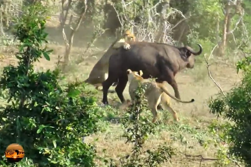 Chỉ vài phút ngắn ngủi, hai con sư tử đã khống chế được chú trâu rừng to béo.