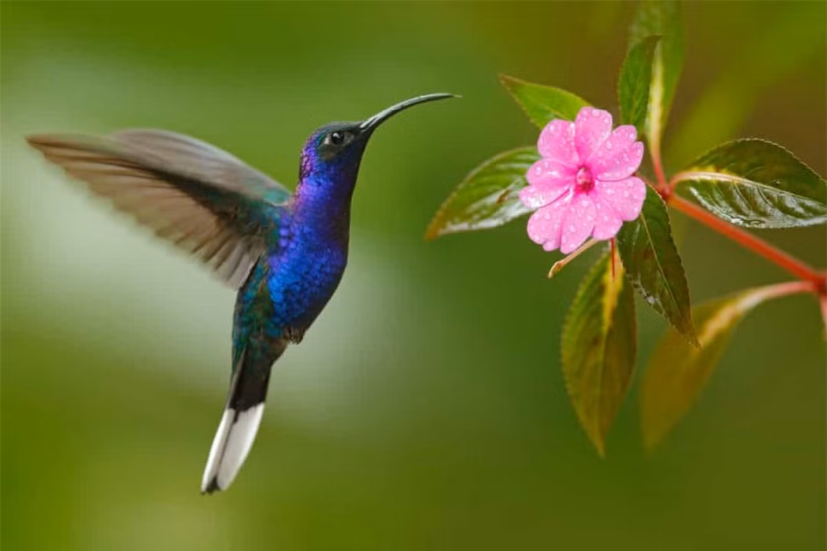 Chim ruồi là loài chim duy nhất trên thế giới có thể bay lùi.