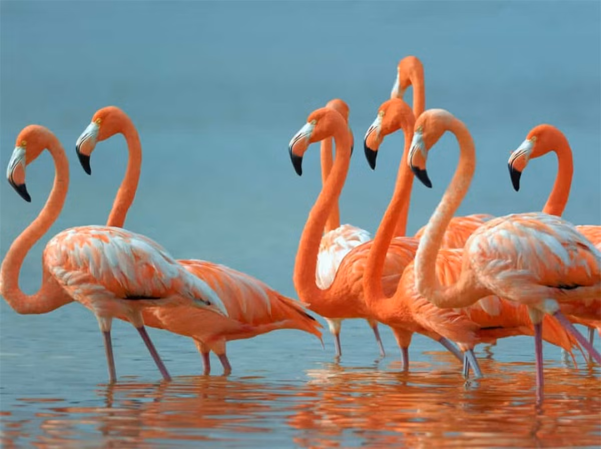 Hồng hạc không phải có màu hồng từ ban đầu. Trên thực tế, chúng có màu xám. Thứ khiến cho loài chim này có màu sắc đặc biệt là do chúng ăn tôm và các loài tảo biển màu xanh lục, vốn chứa chất nhuộm màu tự nhiên. Dần dần, điều này khiến bộ lông của chúng chuyển sang thành màu hồng.