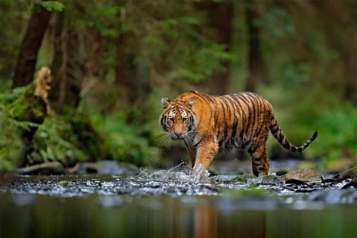 Những sọc màu đen trên mỗi con hổ cũng độc nhất vô nhị như vân tay của con người.