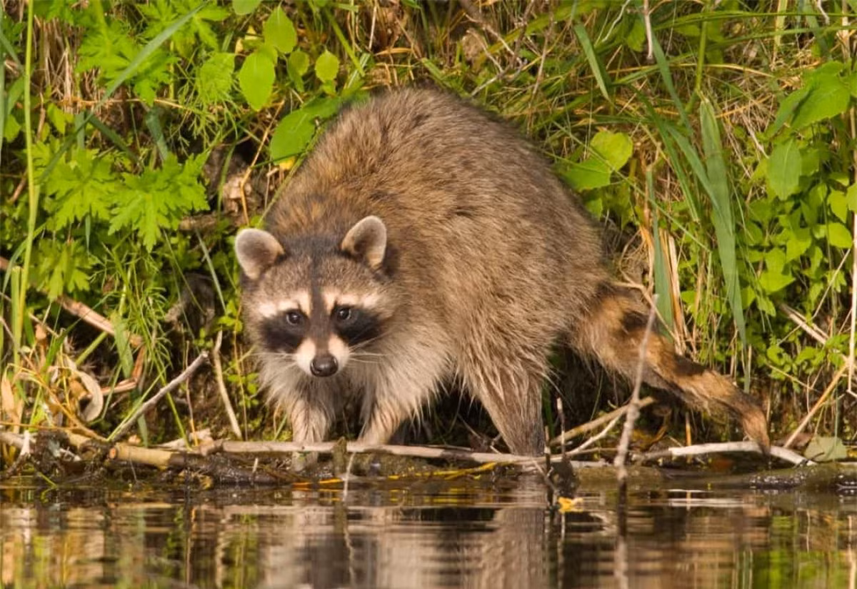 Những chú gấu trúc Bắc Mỹ thường có thói quen nhúng đồ ăn xuống nước rồi rửa qua trước khi ăn.