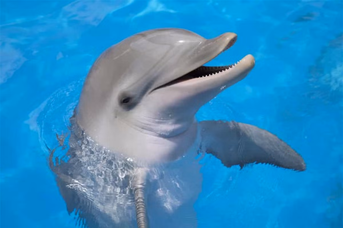 Cá heo là loài động vật thông minh nhất hành tinh khi chúng có thể gọi nhau bằng "tên" qua cách bắt chước những âm thanh đặc trưng của nhau. 