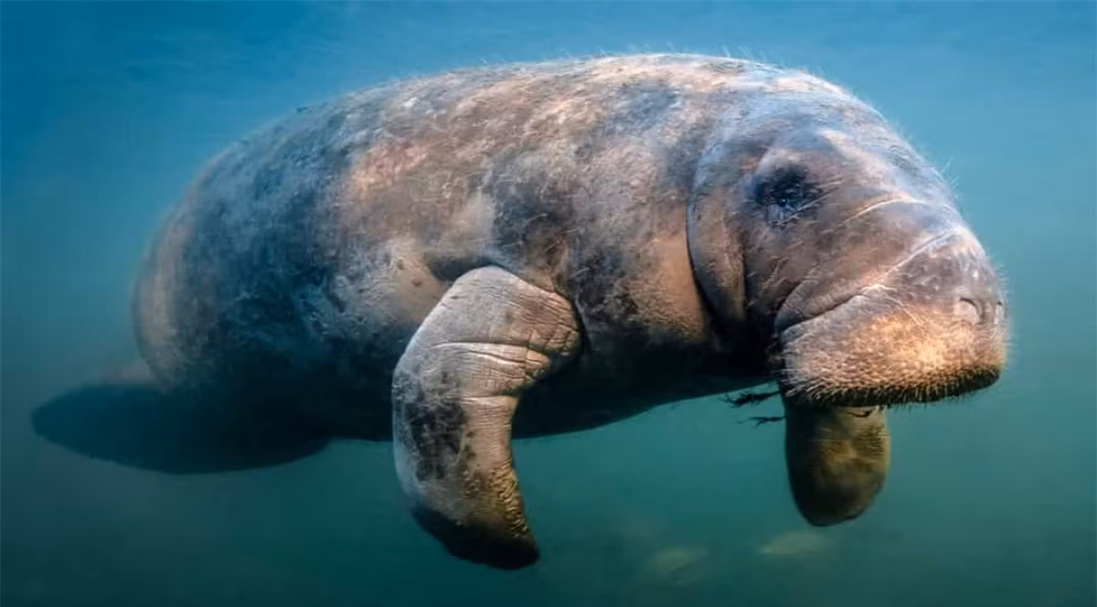 Bò biển là loài ăn thực vật và mỗi ngày chúng phải ăn số lượng đồ ăn bằng với 10% khối lượng cơ thể.