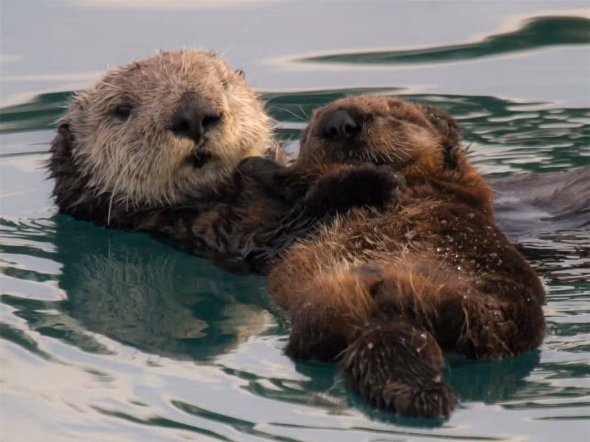 Rái cá là loài động vật tinh nghịch và hòa đồng. Chúng có thói quen nắm tay nhau khi ngủ để không bị cuốn trôi theo dòng nước.