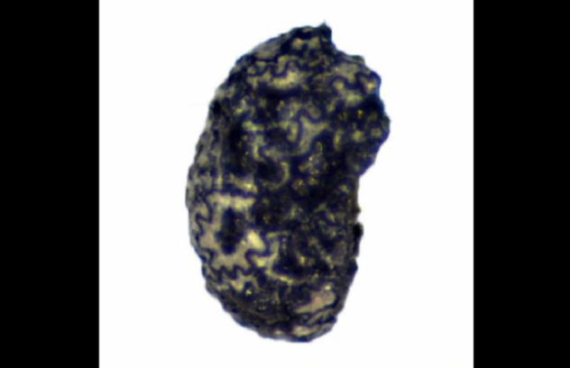 Nguoi co dai o sa mac Utah hut thuoc la tu 12.300 nam truoc