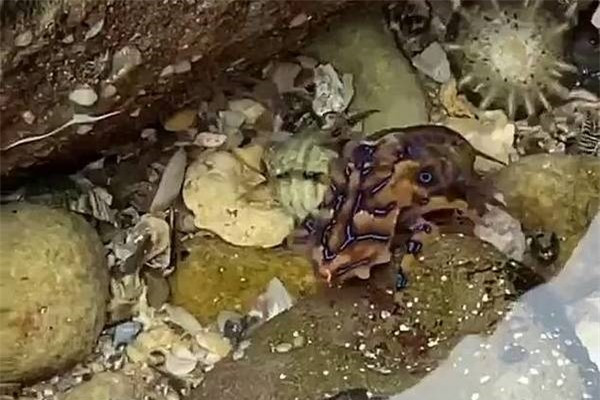 Phát hiện bạch tuộc có nọc độc hơn cả rắn hổ mang ở Australia ảnh 1