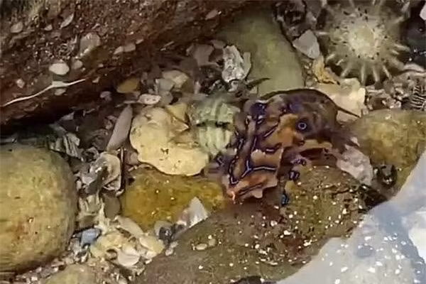 Phát hiện bạch tuộc có nọc độc hơn cả rắn hổ mang ở Australia ảnh 1