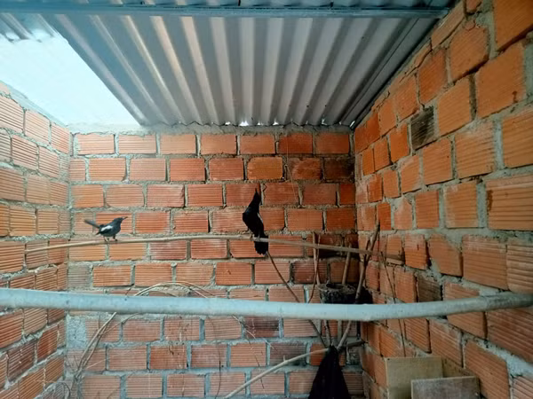 Loai chim co ve dep ky la gia 400 trieu/cap, chi nuoi 10 ngay da ban-Hinh-4