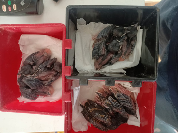 Loai chim co ve dep ky la gia 400 trieu/cap, chi nuoi 10 ngay da ban-Hinh-2