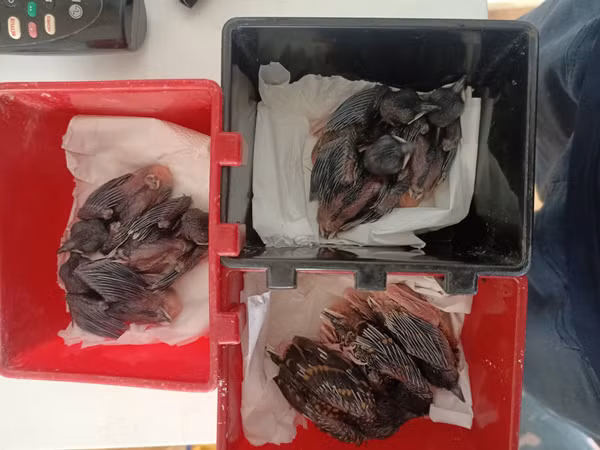 Loai chim co ve dep ky la gia 400 trieu/cap, chi nuoi 10 ngay da ban-Hinh-2