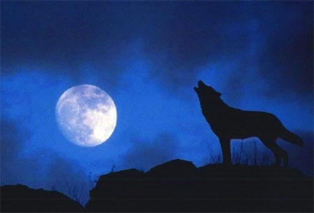 Giai ma tieng tru ron nguoi cua cho soi