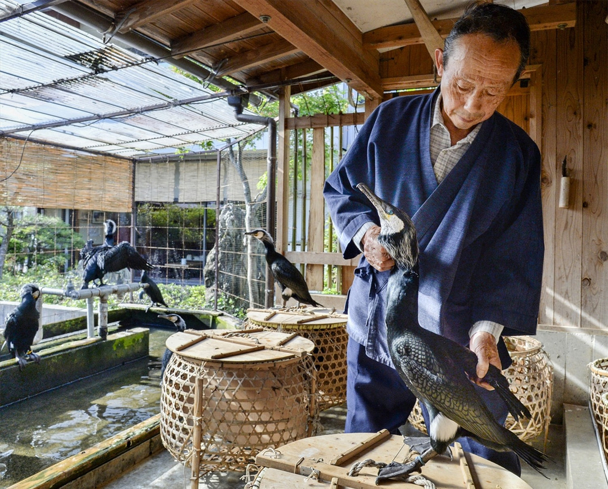 Kham pha nghe danh bat ca bang chim coc o Nhat Ban-Hinh-4