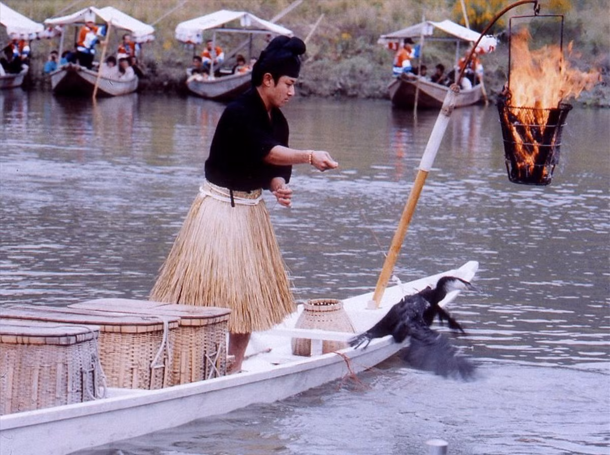 Kham pha nghe danh bat ca bang chim coc o Nhat Ban-Hinh-2