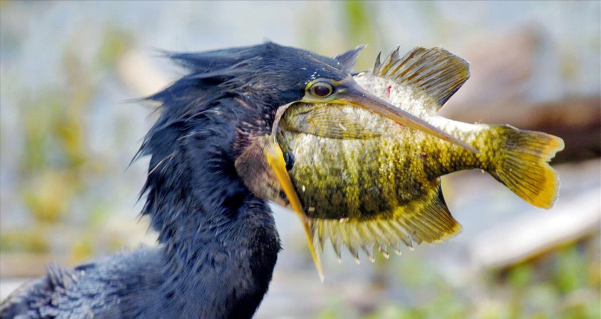 Kham pha nghe danh bat ca bang chim coc o Nhat Ban-Hinh-3