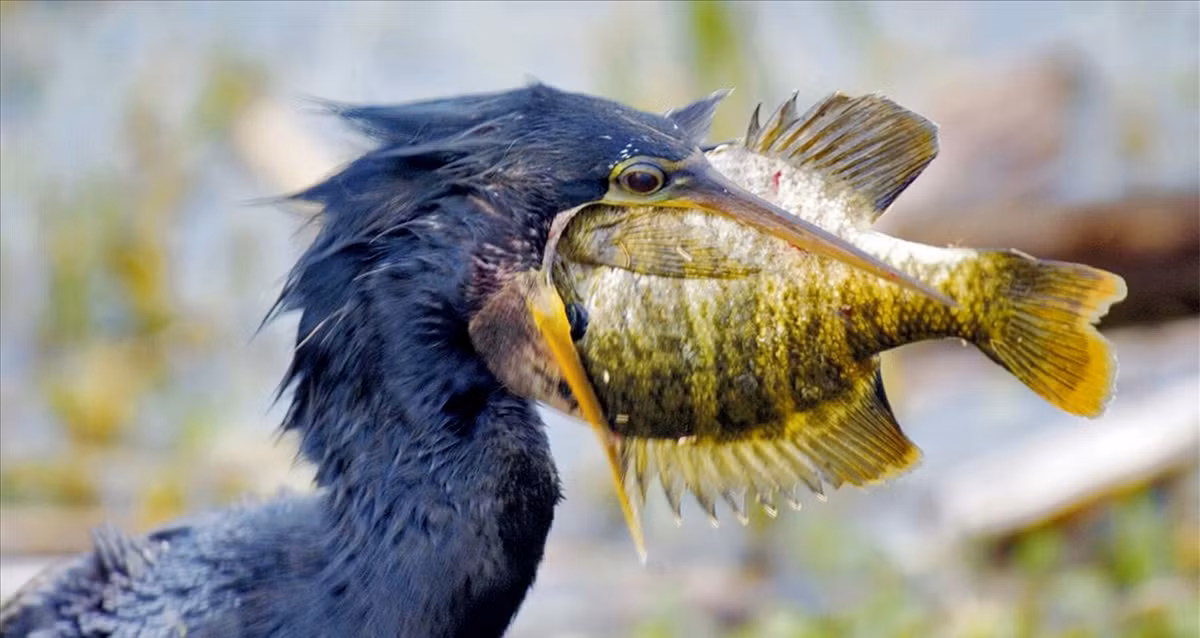 Kham pha nghe danh bat ca bang chim coc o Nhat Ban-Hinh-3