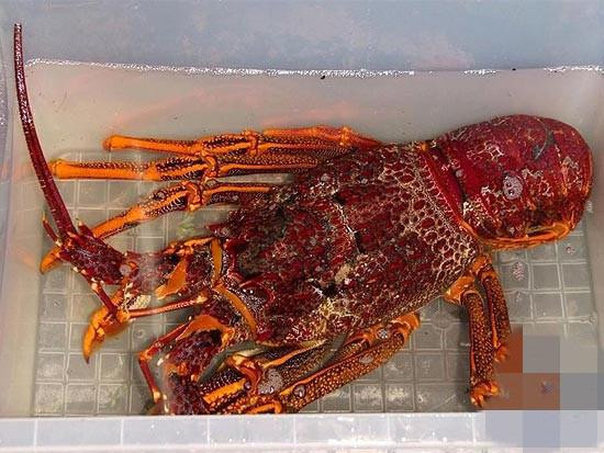 Loai tom hum gan chuc trieu/con ,co nhieu ban het sach-Hinh-5