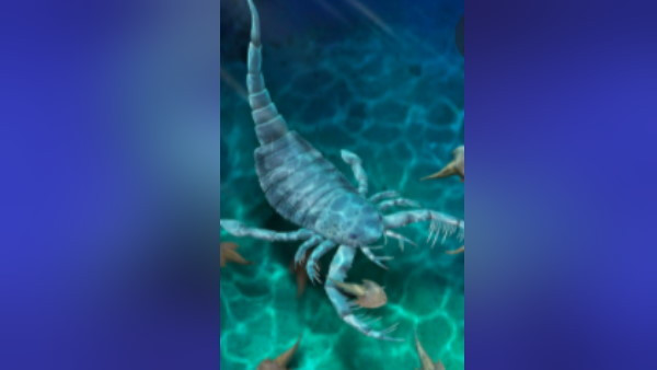 Con bọ cạp biển to bằng chó nhà xuất hiện ở Trung Quốc