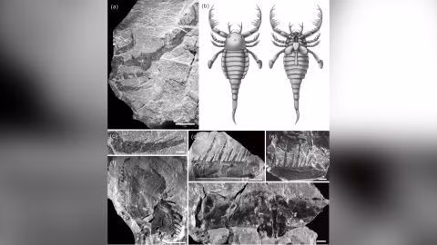 Con bọ cạp biển to bằng chó nhà xuất hiện ở Trung Quốc