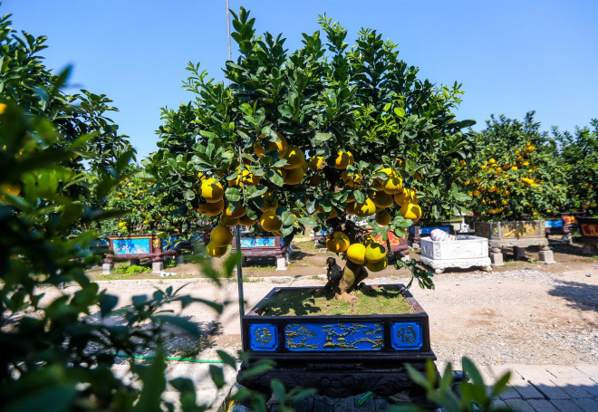 Dot nhap vuon buoi co thu tien ti cho ngay ra thi truong Tet-Hinh-6