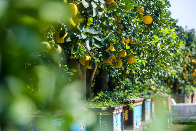 Dot nhap vuon buoi co thu tien ti cho ngay ra thi truong Tet-Hinh-8