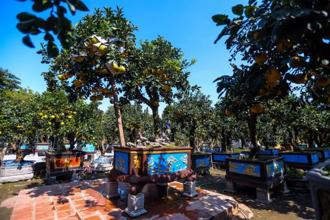 Dot nhap vuon buoi co thu tien ti cho ngay ra thi truong Tet-Hinh-7