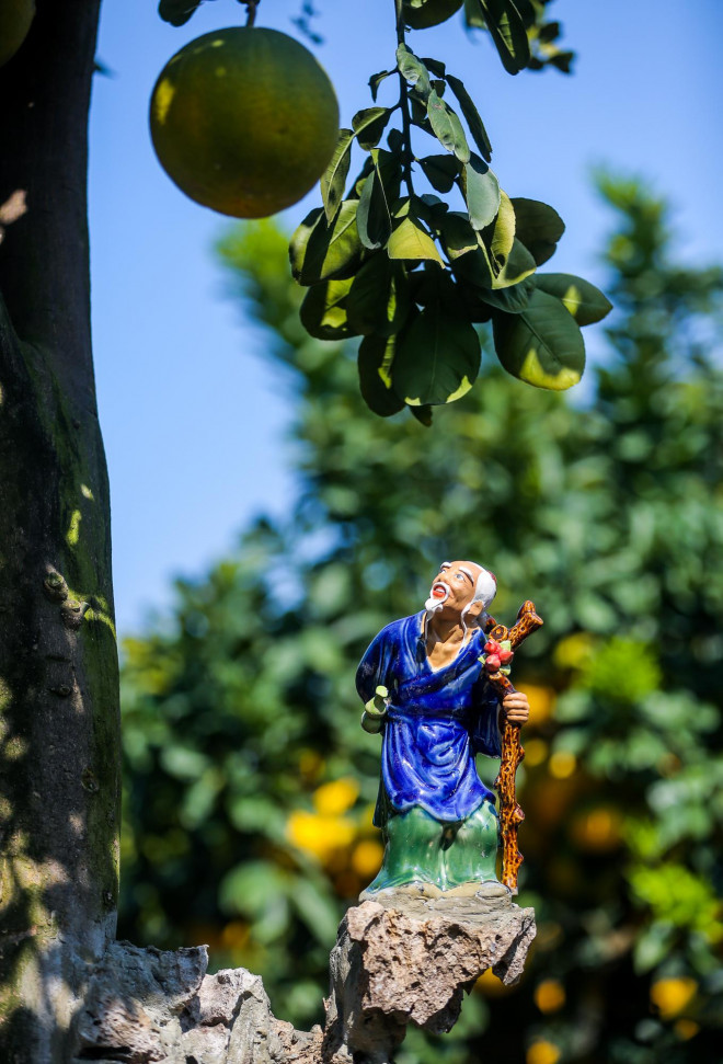 Dot nhap vuon buoi co thu tien ti cho ngay ra thi truong Tet-Hinh-11