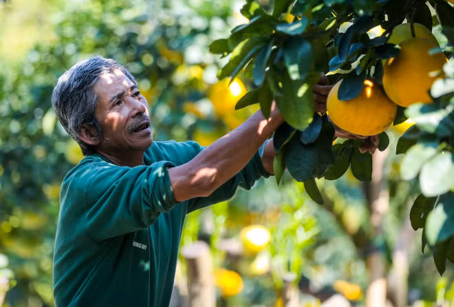 Dot nhap vuon buoi co thu tien ti cho ngay ra thi truong Tet-Hinh-3