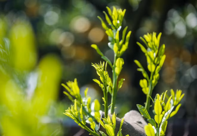 Dot nhap vuon buoi co thu tien ti cho ngay ra thi truong Tet-Hinh-13
