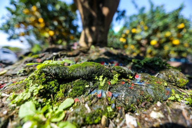 Dot nhap vuon buoi co thu tien ti cho ngay ra thi truong Tet-Hinh-9