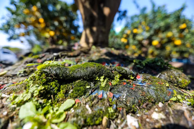 Dot nhap vuon buoi co thu tien ti cho ngay ra thi truong Tet-Hinh-9