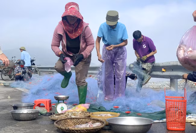 Mỗi ngày ra khơi chừng 4 tiếng, một thuyền gồm 3 lao động có thể bắt được từ 20 - 50kg cá cháo. Nếu may mắn bủa lưới trúng luồng cá lớn, có thể thu về gần 100kg trong một buổi.
