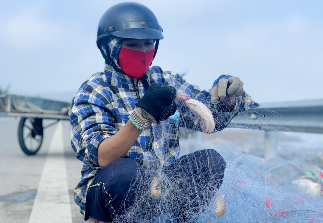 Đây là loại hải sản khó bảo quản. Cá có thân mềm nên việc gỡ cá khỏi lưới cũng được thực hiện cẩn thận, nhẹ nhàng tránh làm cá bị nát.