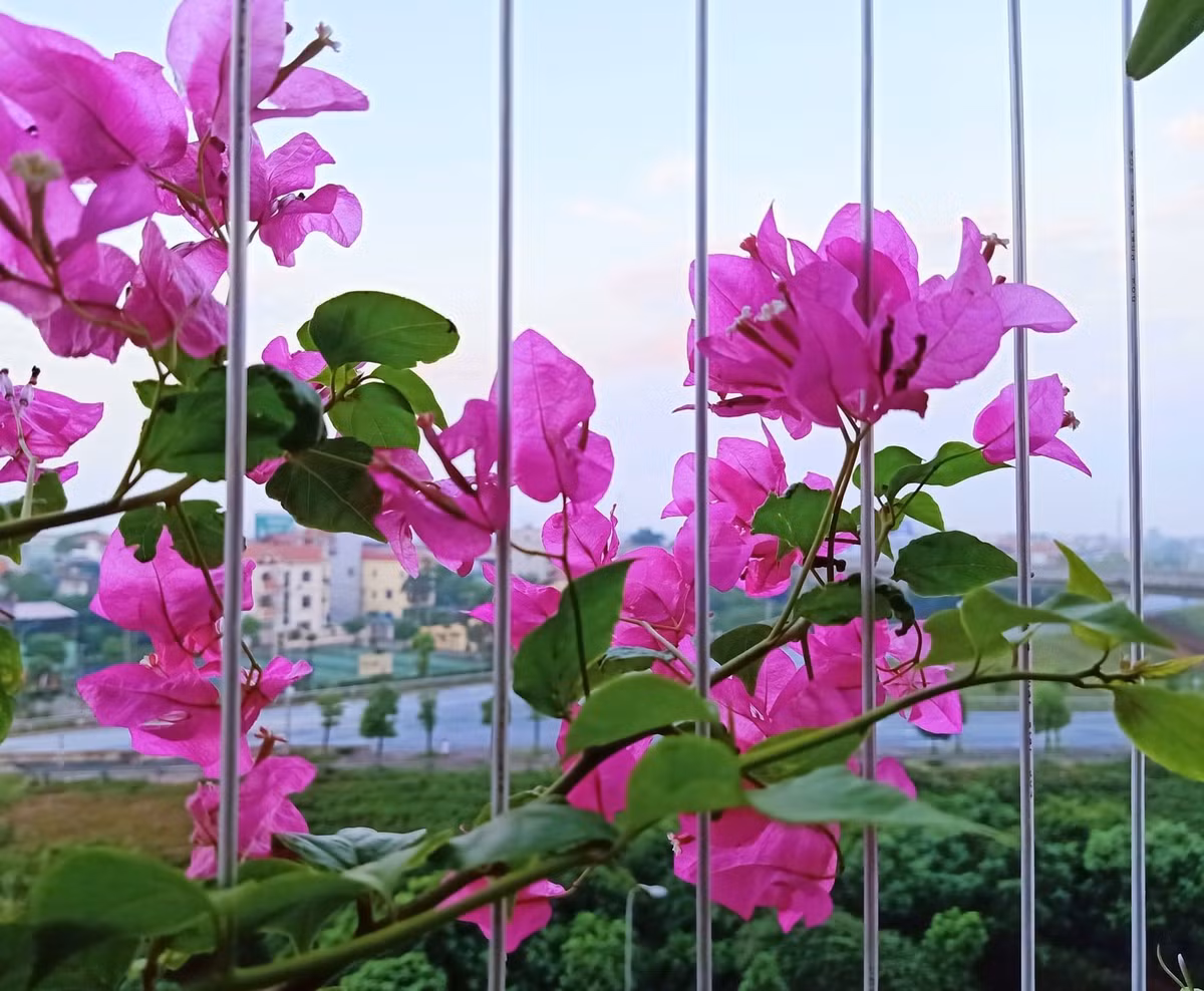 Che vo te nhat, chong kien quyet ly hon de den voi tinh moi