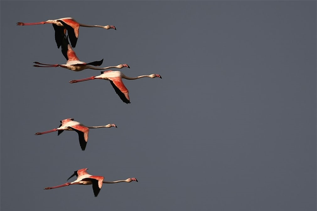 Đàn sếu đầy đỏ bay trong hoàng hôn ở Caliari, Italy. Ảnh: AFP