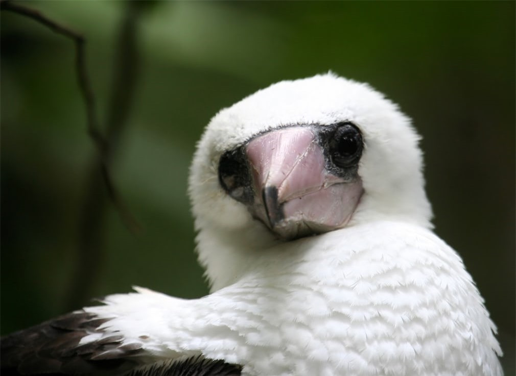 Chú chim điêu bám chặt vào thân cây trên Đảo Phục sinh ở Australia. Ảnh: AAP