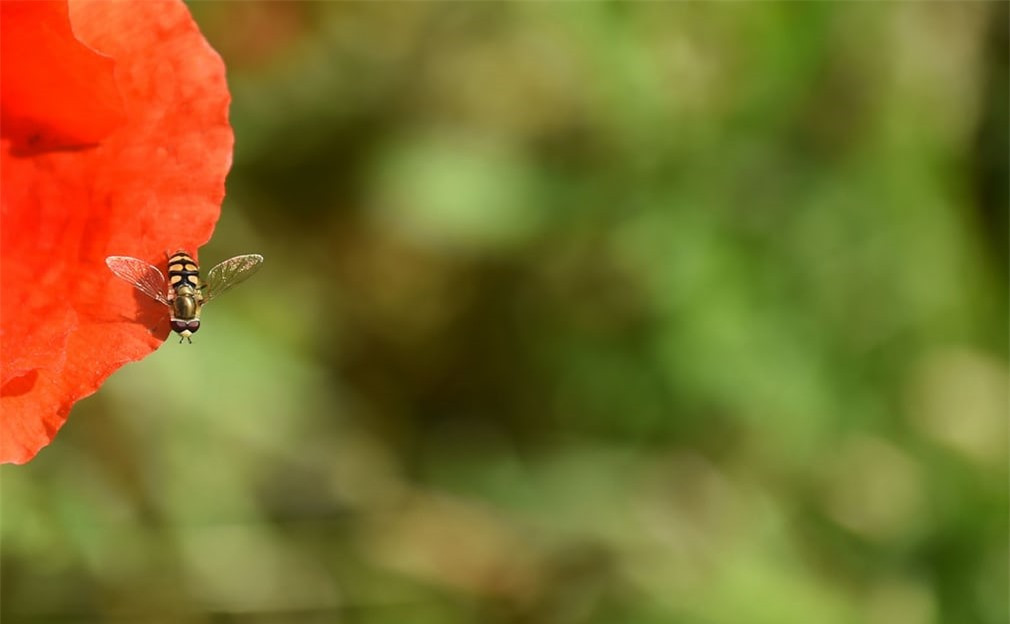 Chú ong mật đậu trên rìa một bông hoa ở làng Alling, Đức. Ảnh: AFP