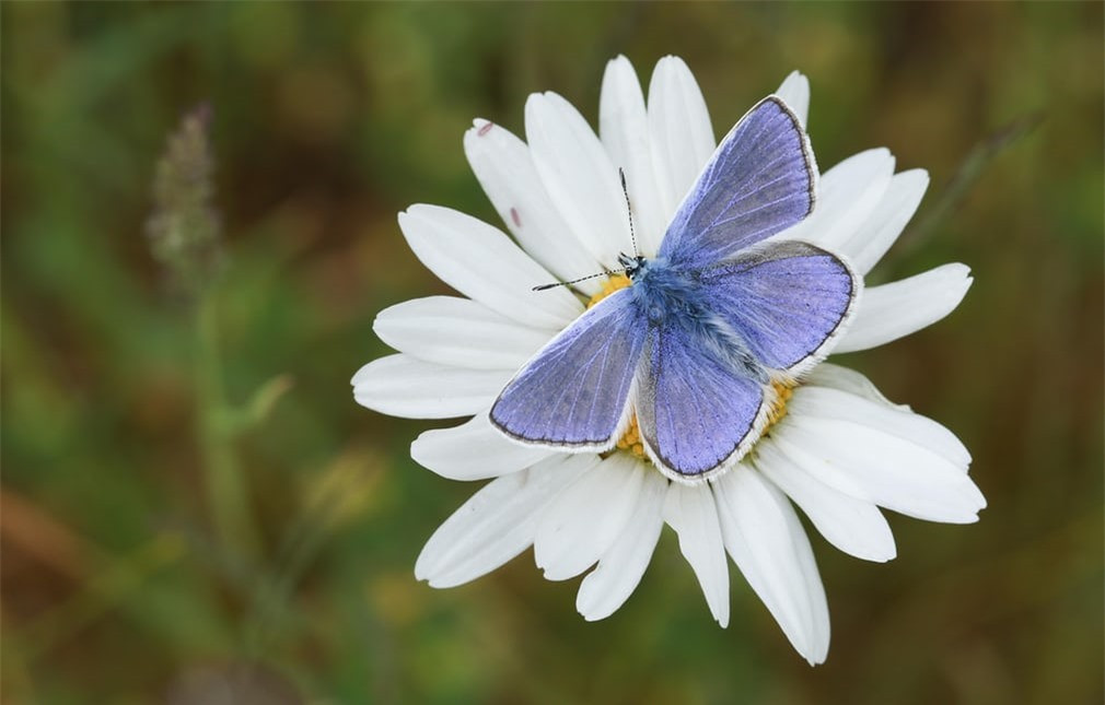 Chú bướm xinh đậu trên bông hoa cúc trắng ở Anh. Ảnh: Alamy