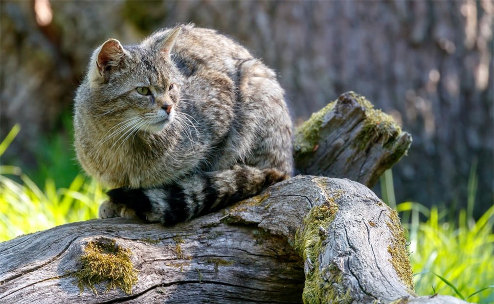 Một chú mèo rừng ở Weilburg, Đức. Ảnh: EPA