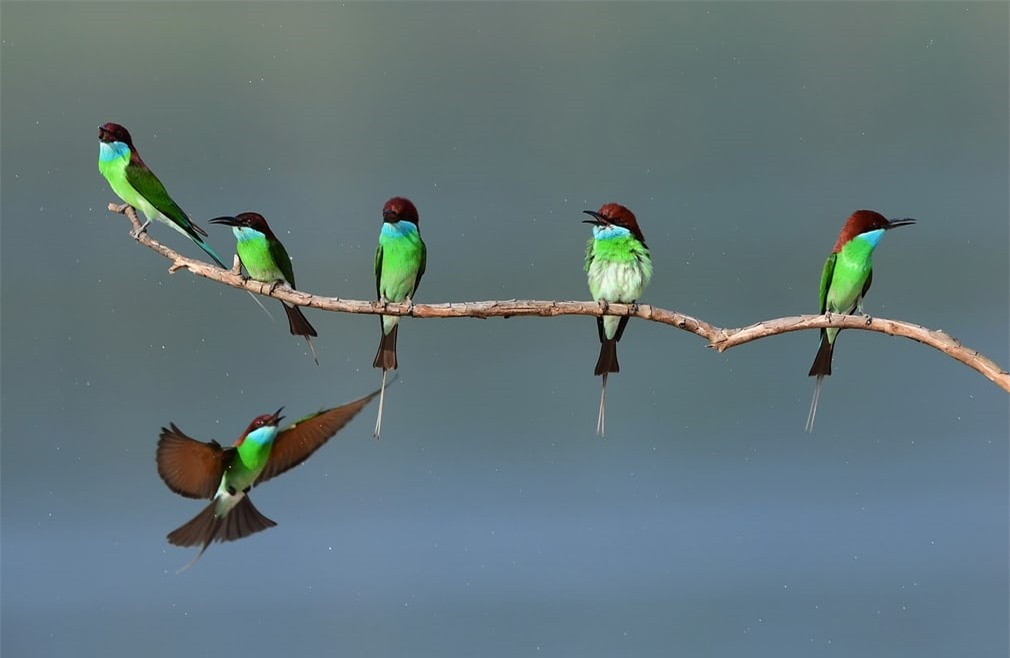 Đàn chim trảu cổ xanh đậu trên một nhánh cây ở tỉnh Phúc Kiến, Trung Quốc. Ảnh: Barcroft Images