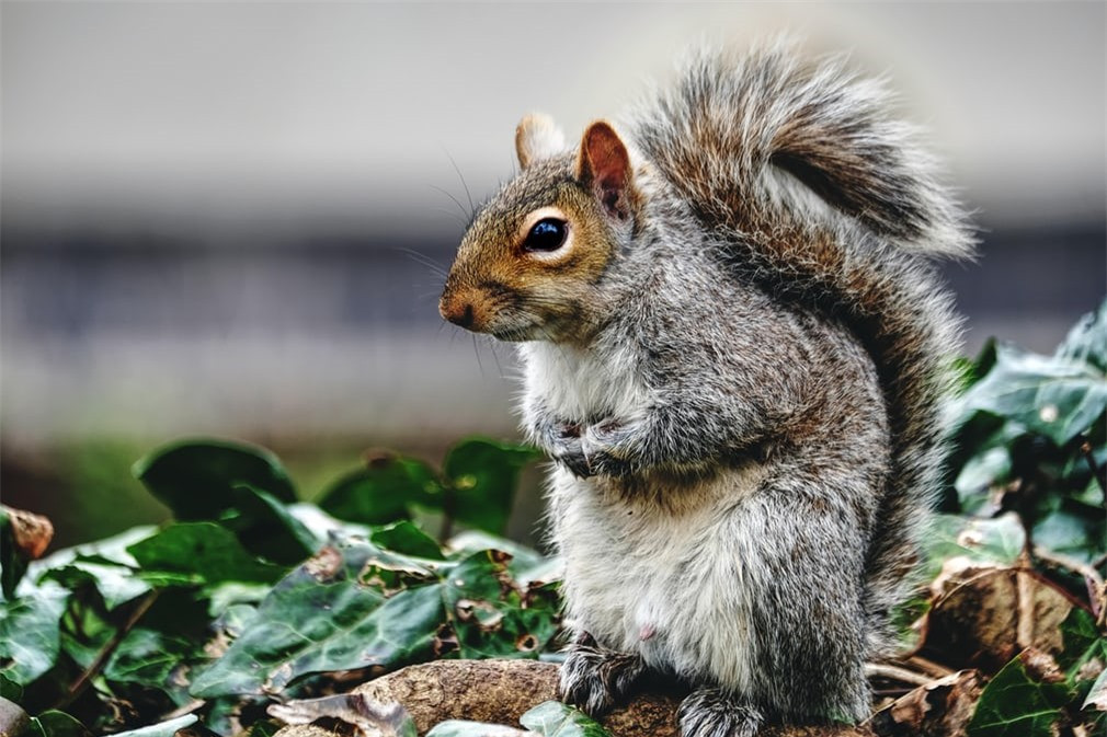 Một chú sóc xám tại Bristol, Anh. Ảnh: Alamy. 