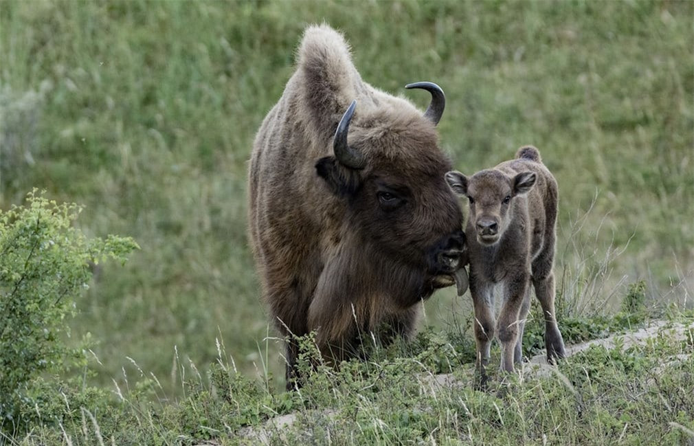 Chú bò rừng chăm sóc cho con tại một khu vực gần bờ biển Hà Lan. Ảnh: Wissenproject